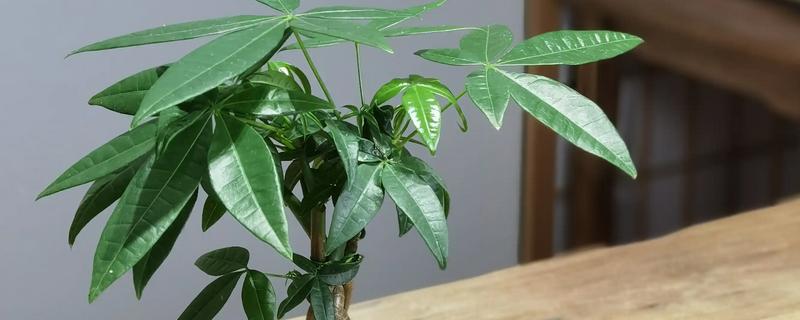 发财树冬季养护方法，将温度控制在5℃以上