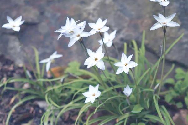红根韭菜与白根韭菜有哪些区别，前者的根部呈白色、后者的根部呈紫红色