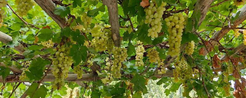 哪些提子比较甜，包括美人指、温克等品种