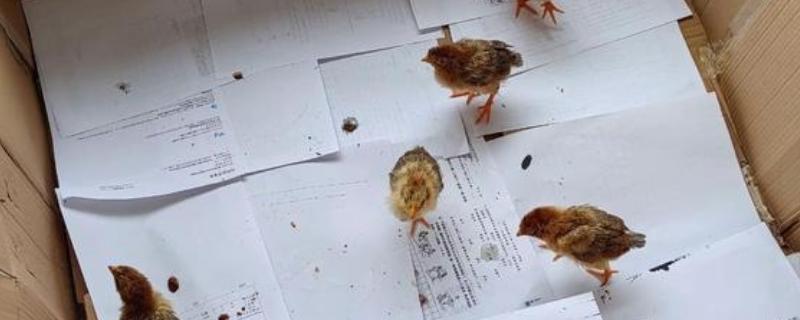 如何在家养小鸡，可以给小鸡饲喂小米、面包等