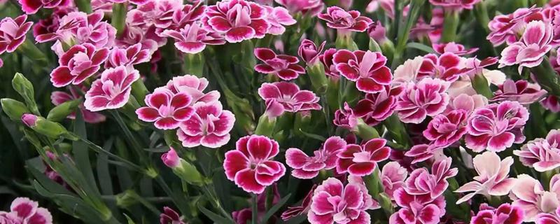 初吻花的花语是什么，寓意热烈的爱着你、爱的拒绝等