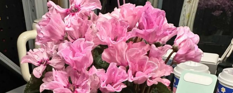 春节开的花有哪些，有仙客来、风信子等