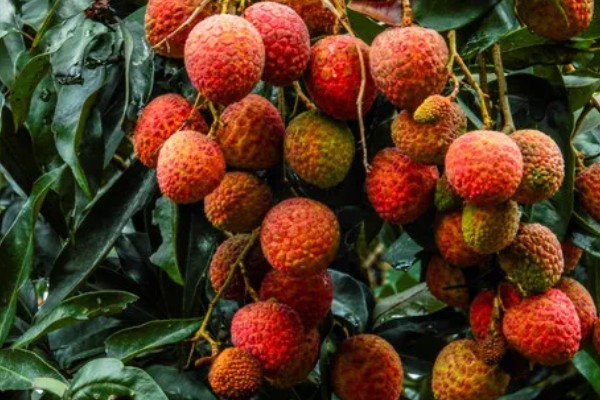 荔枝保鲜方法，可以浸入水中保存