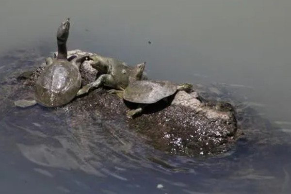 甲鱼有哪些生活习性，群体间常出现以强欺弱的情况
