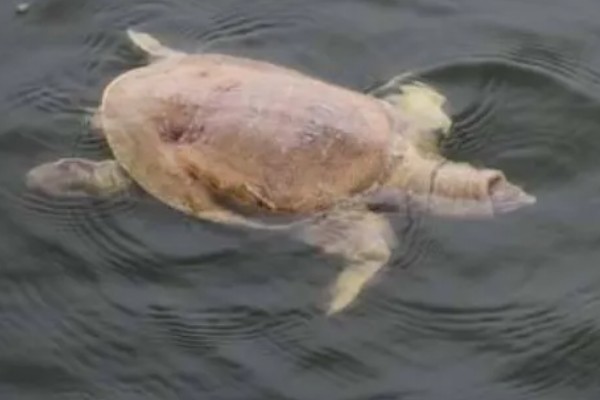 甲鱼有哪些生活习性，群体间常出现以强欺弱的情况