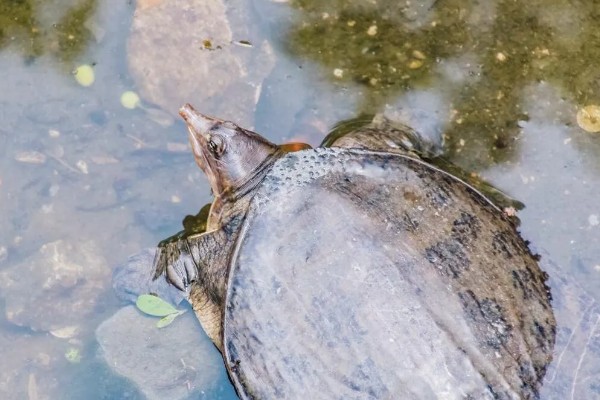 甲鱼有哪些生活习性，群体间常出现以强欺弱的情况