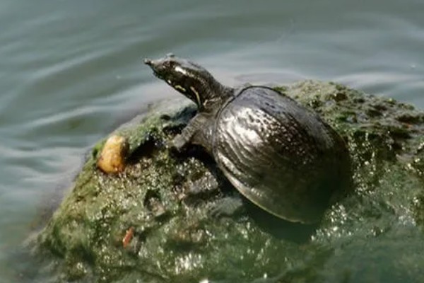 甲鱼有哪些生活习性，群体间常出现以强欺弱的情况