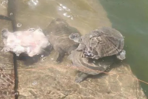 甲鱼有哪些生活习性，群体间常出现以强欺弱的情况