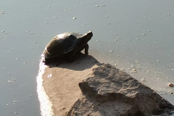 甲鱼有哪些生活习性，群体间常出现以强欺弱的情况