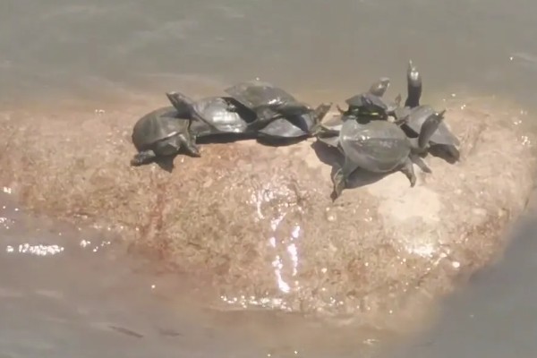 甲鱼有哪些生活习性，群体间常出现以强欺弱的情况