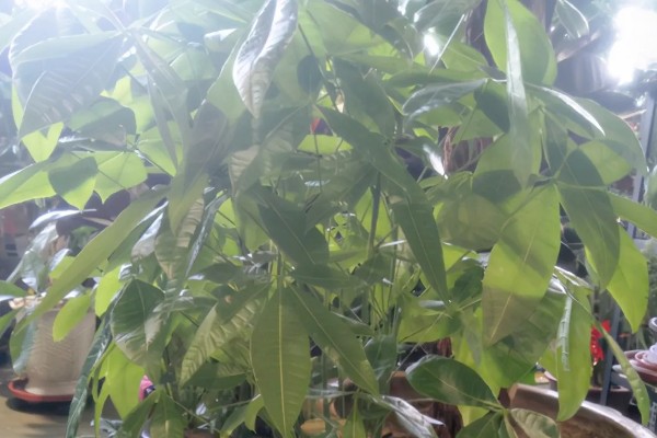 发财树冬季养护方法，将温度控制在5℃以上