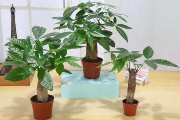 发财树冬季养护方法，将温度控制在5℃以上