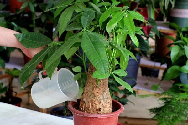 发财树冬季养护方法，将温度控制在5℃以上