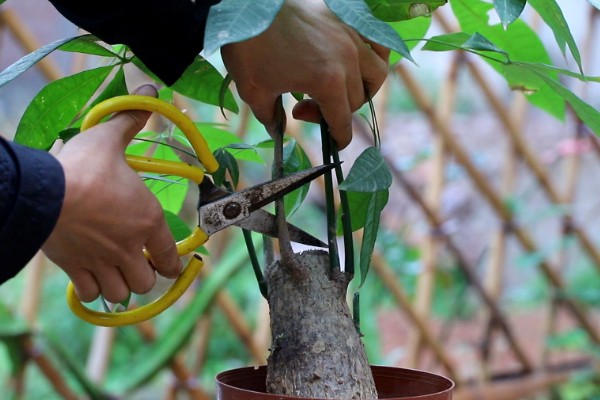 发财树冬季养护方法，将温度控制在5℃以上