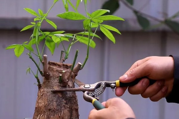 发财树冬季养护方法，将温度控制在5℃以上