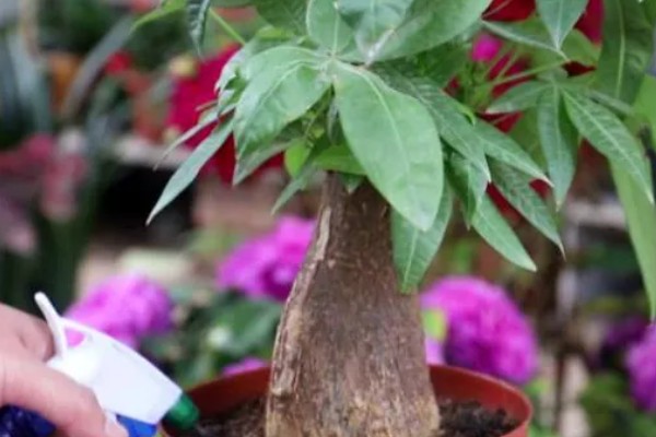 发财树冬季养护方法，将温度控制在5℃以上