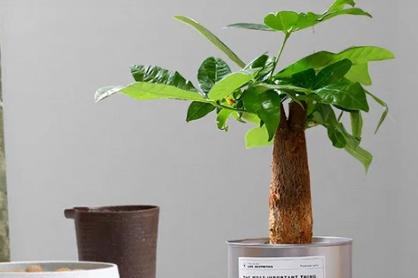 发财树冬季养护方法，将温度控制在5℃以上