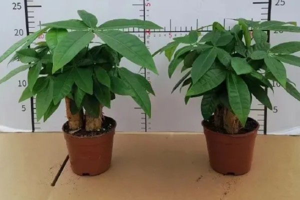 发财树冬季养护方法，将温度控制在5℃以上