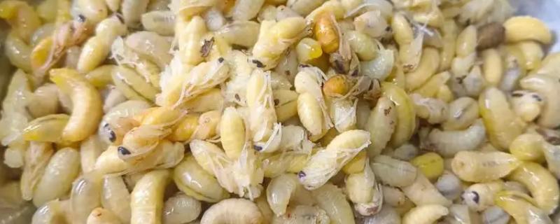 马蜂蛹泡酒多长时间能喝，一般泡7-10天即可