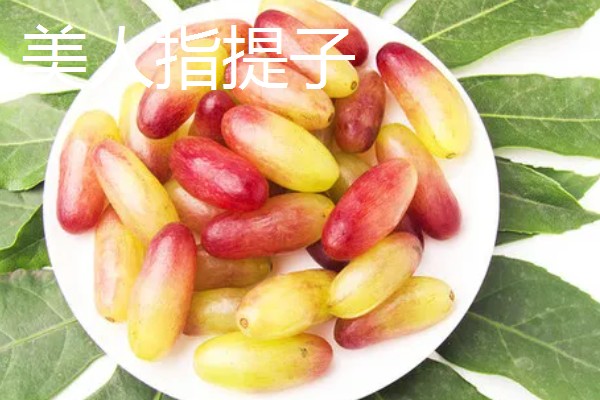 哪些提子比较甜，包括美人指、温克等品种