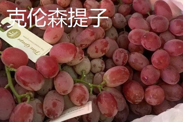 哪些提子比较甜，包括美人指、温克等品种