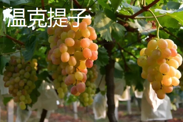 哪些提子比较甜，包括美人指、温克等品种