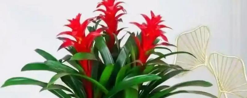 鸿运当头花枯萎了怎么办，需要注意合适的光照