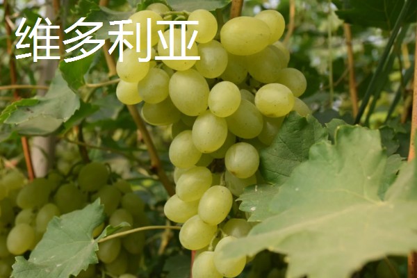 哪些提子比较甜，包括美人指、温克等品种