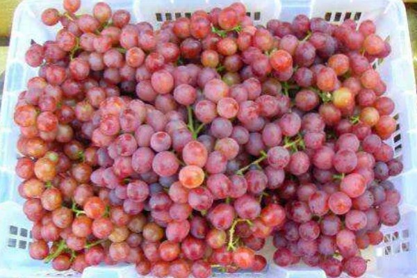 哪些提子比较甜，包括美人指、温克等品种