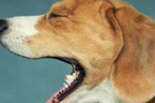 狗狗咳嗽的原因，要排除病毒性疾病的可能