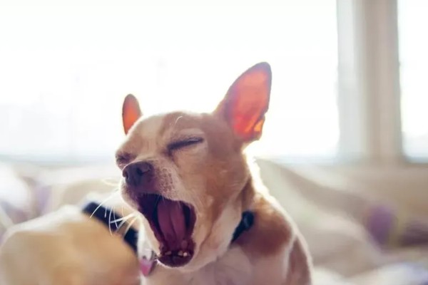 狗狗咳嗽的原因，要排除病毒性疾病的可能