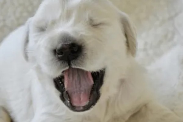 狗狗咳嗽的原因，要排除病毒性疾病的可能