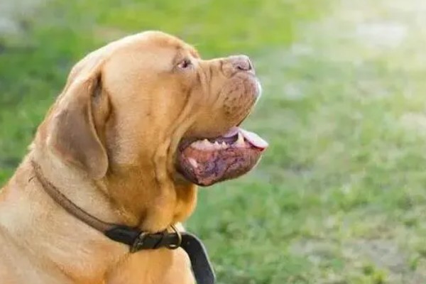 狗狗咳嗽的原因，要排除病毒性疾病的可能