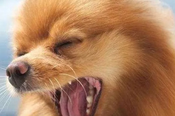 狗狗咳嗽的原因，要排除病毒性疾病的可能