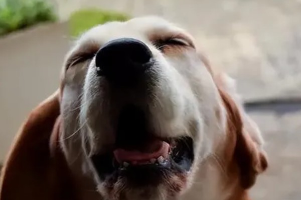 狗狗咳嗽的原因，要排除病毒性疾病的可能