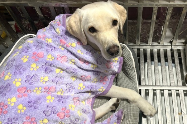 狗狗咳嗽的原因，要排除病毒性疾病的可能