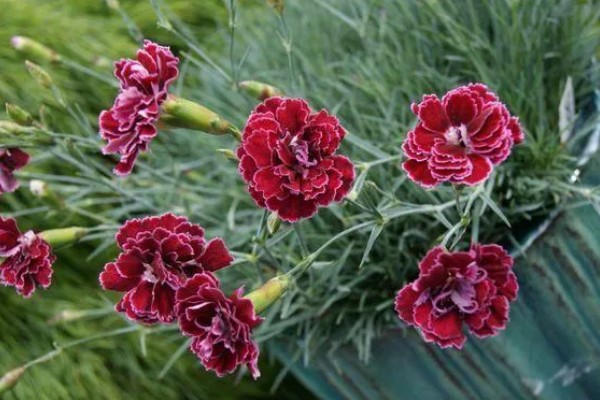 初吻花的花语是什么，寓意热烈的爱着你、爱的拒绝等