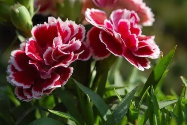 初吻花的花语是什么，寓意热烈的爱着你、爱的拒绝等