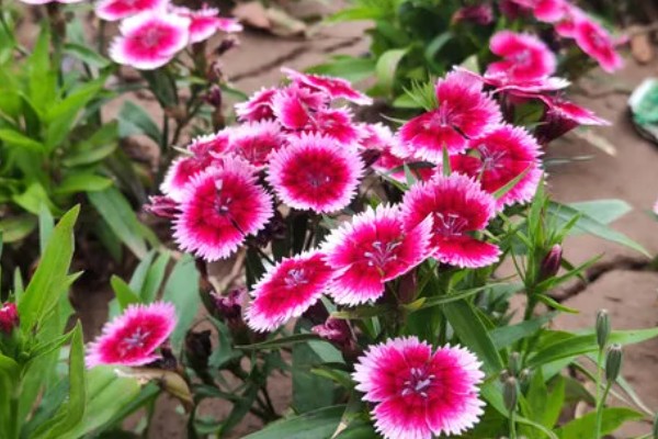 初吻花的花语是什么，寓意热烈的爱着你、爱的拒绝等