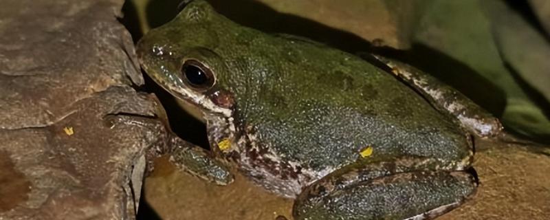 石蛙和蟾蜍有什么区别，科属、别称、形态都不同
