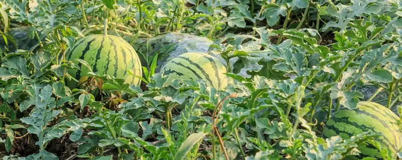 种西瓜的前景，当前已经趋于饱和