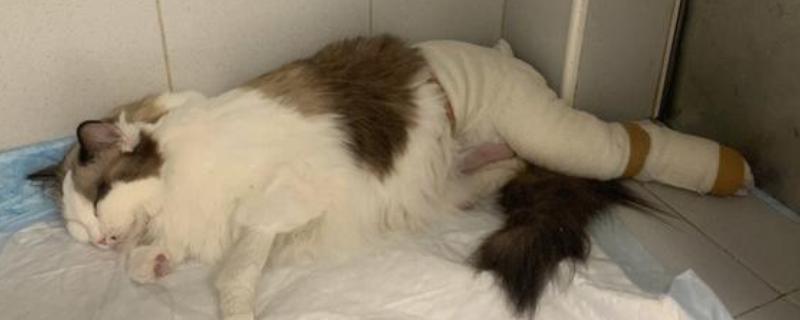 猫脚扭伤之后的反应，会导致走路不稳定