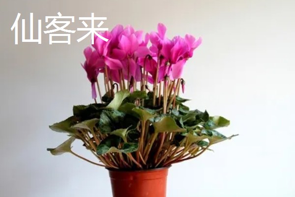 春节开的花有哪些，有仙客来、风信子等