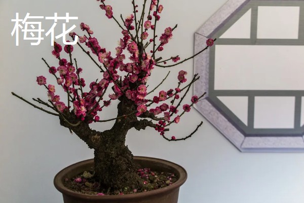 春节开的花有哪些，有仙客来、风信子等