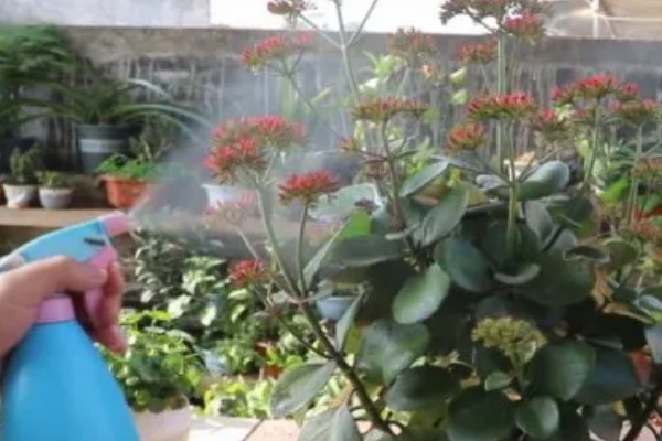 春节开的花有哪些，有仙客来、风信子等