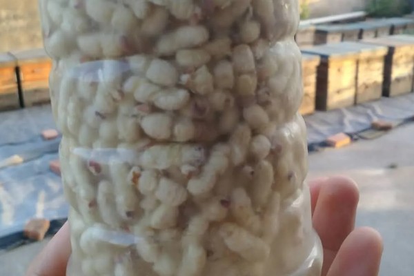 马蜂蛹泡酒多长时间能喝，一般泡7-10天即可