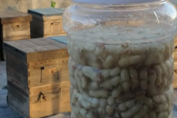 马蜂蛹泡酒多长时间能喝，一般泡7-10天即可