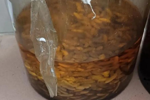 马蜂蛹泡酒多长时间能喝，一般泡7-10天即可