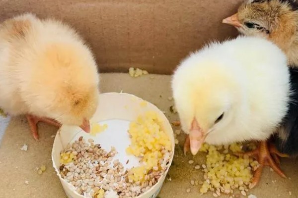 如何在家养小鸡，可以给小鸡饲喂小米、面包等