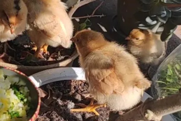 如何在家养小鸡，可以给小鸡饲喂小米、面包等